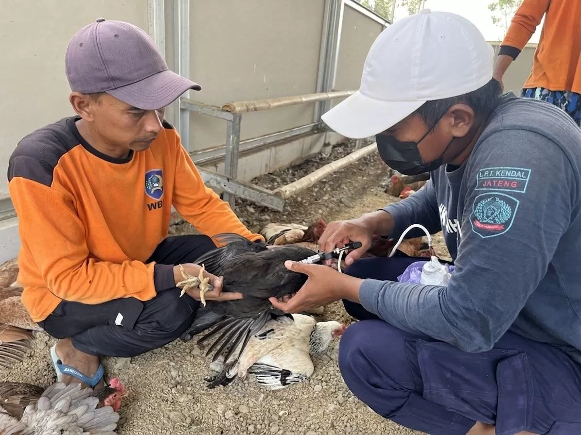 Lapas Terbuka Kendal Vaksinasi Ayam KUB, Jaga Kesehatan dan Produktivitas Indukan