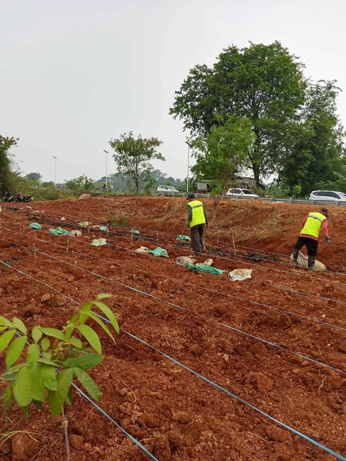 Hanpangan Bomang Terus Dirawat, Satgas Indonesia Emas dan Korem 061/SK Perkuat Ketahanan Pangan