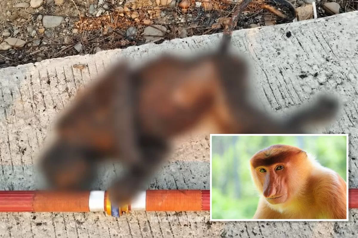 Ketika Karhutla Merenggut Nyawa Bekantan, Siapa Menjaga Rumah Satwa Liar?