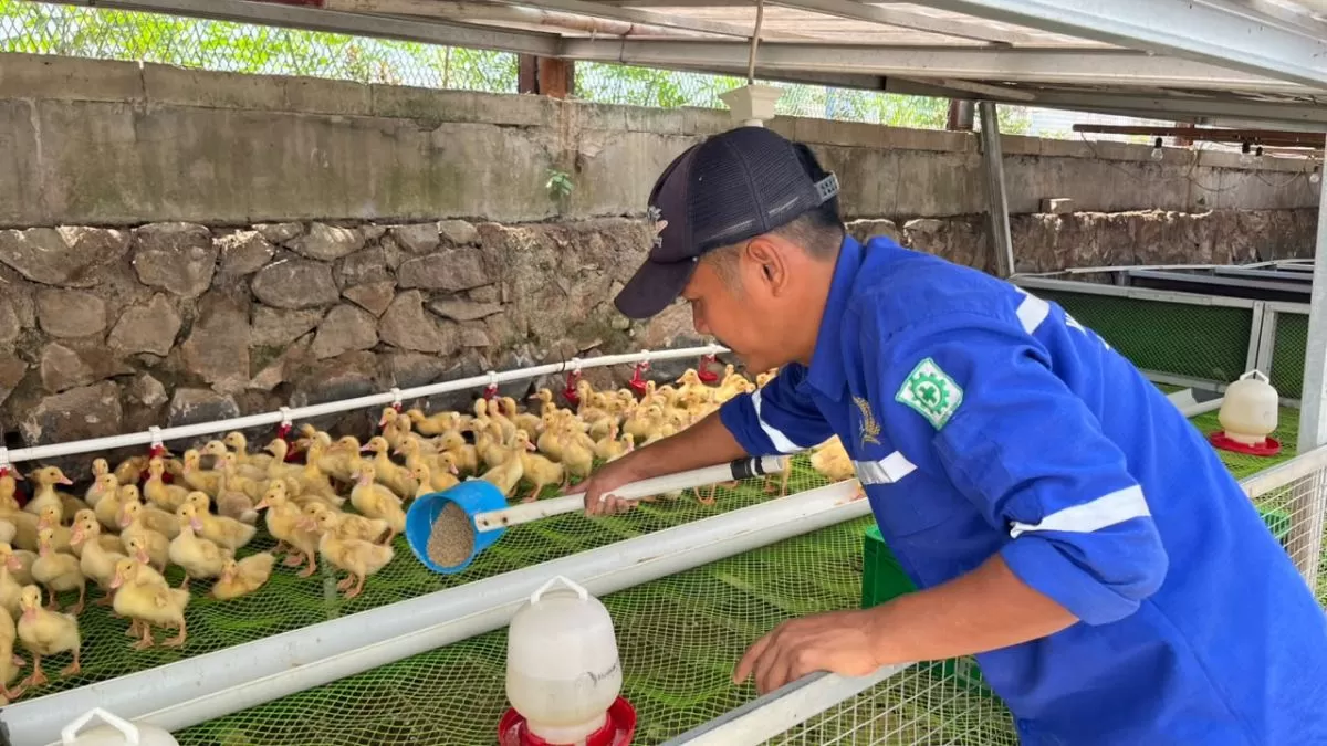 Dari Ternak hingga Maggot, Lapas Cibinong Bekali Warga Binaan dengan Keterampilan Produktif