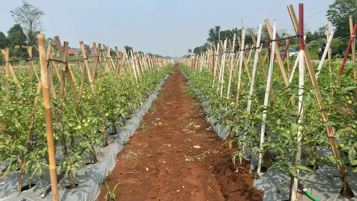 Rudy Susmanto Dorong Bomang Jadi Kawasan Integrated Farming Produktif