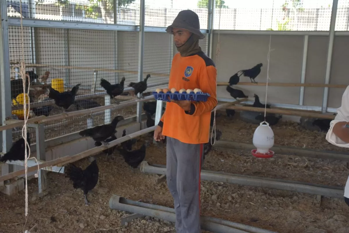 Panen Telur Ayam Meningkat, Lapas Terbuka Kendal Kembangkan Breeding Berkelanjutan