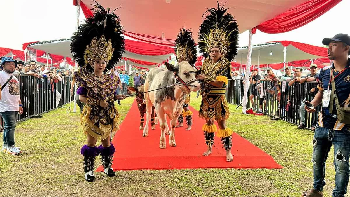 Kontes Sapi APPSI Piala Presiden 2026 Digelar di Bogor, Peternak Rakyat Didorong Naik Kelas