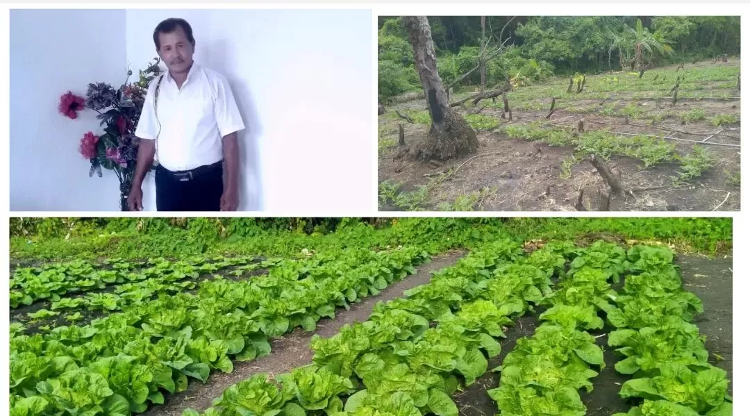 Ketergantungan Pengepul Membelit, Petani Fordata Minta Janji Bantuan Segera Direalisasi
