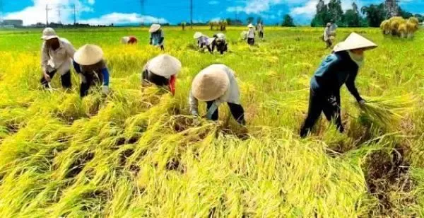 Mendagri Tito Karnavian Siapkan Langkah Strategis Stabilkan Harga Beras di 214 Kabupaten
