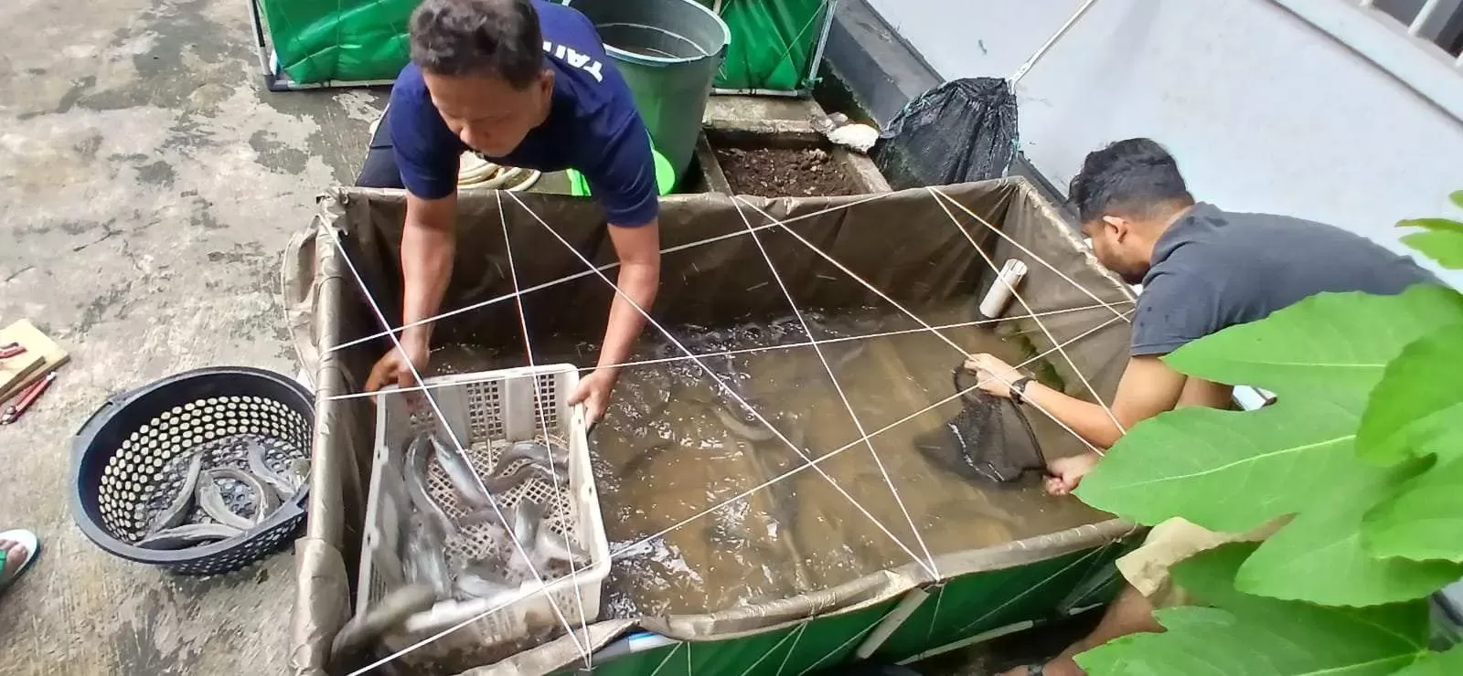 Lapas Khusus Sentul Panen Ikan Lele, Dukung Program Ketahanan Pangan