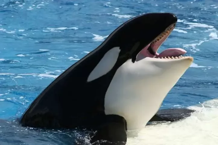 Hoaks Video Serangan Paus Orca Tewaskan Pelatih Lumba-Lumba Terbongkar, Pakar Ungkap Fakta Sebenarnya
