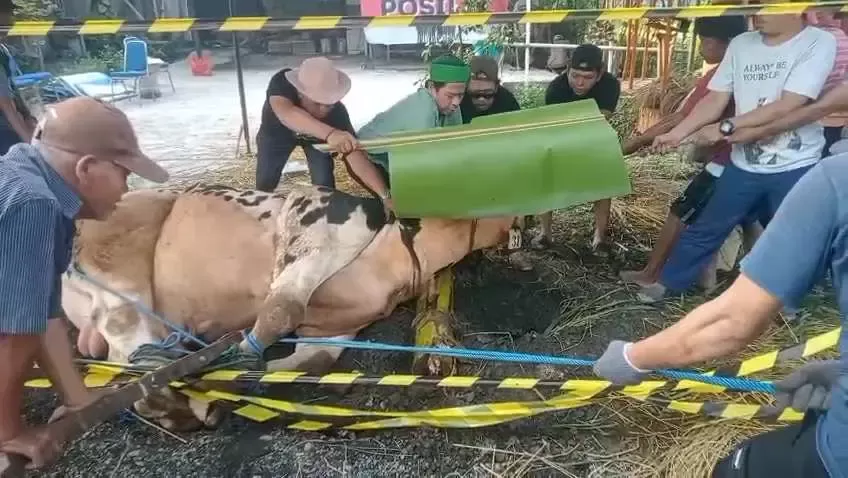 Alhamdulillah, Posilet Qurban 1 Ekor Sapi: Warga Antusias Sambut Idul Adha 1446 H