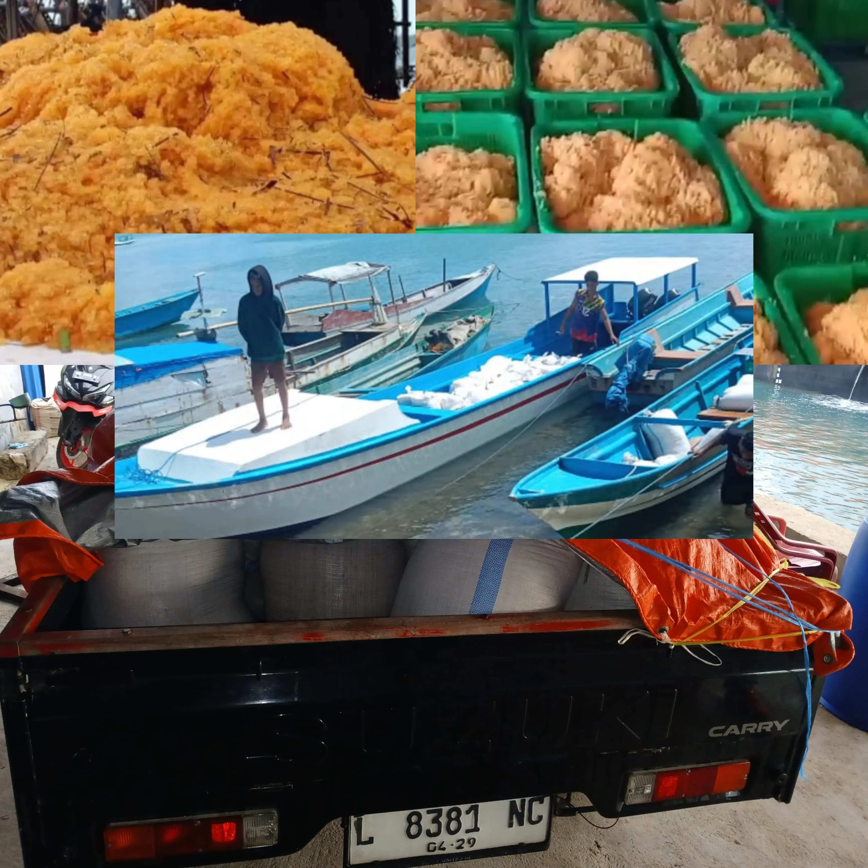 Skandal Pencurian Laut Seira: Warga Desak Penangkapan Roby dan Arshady, Nelayan Ilegal Rampas Telur Ikan Terbang di Tanimbar