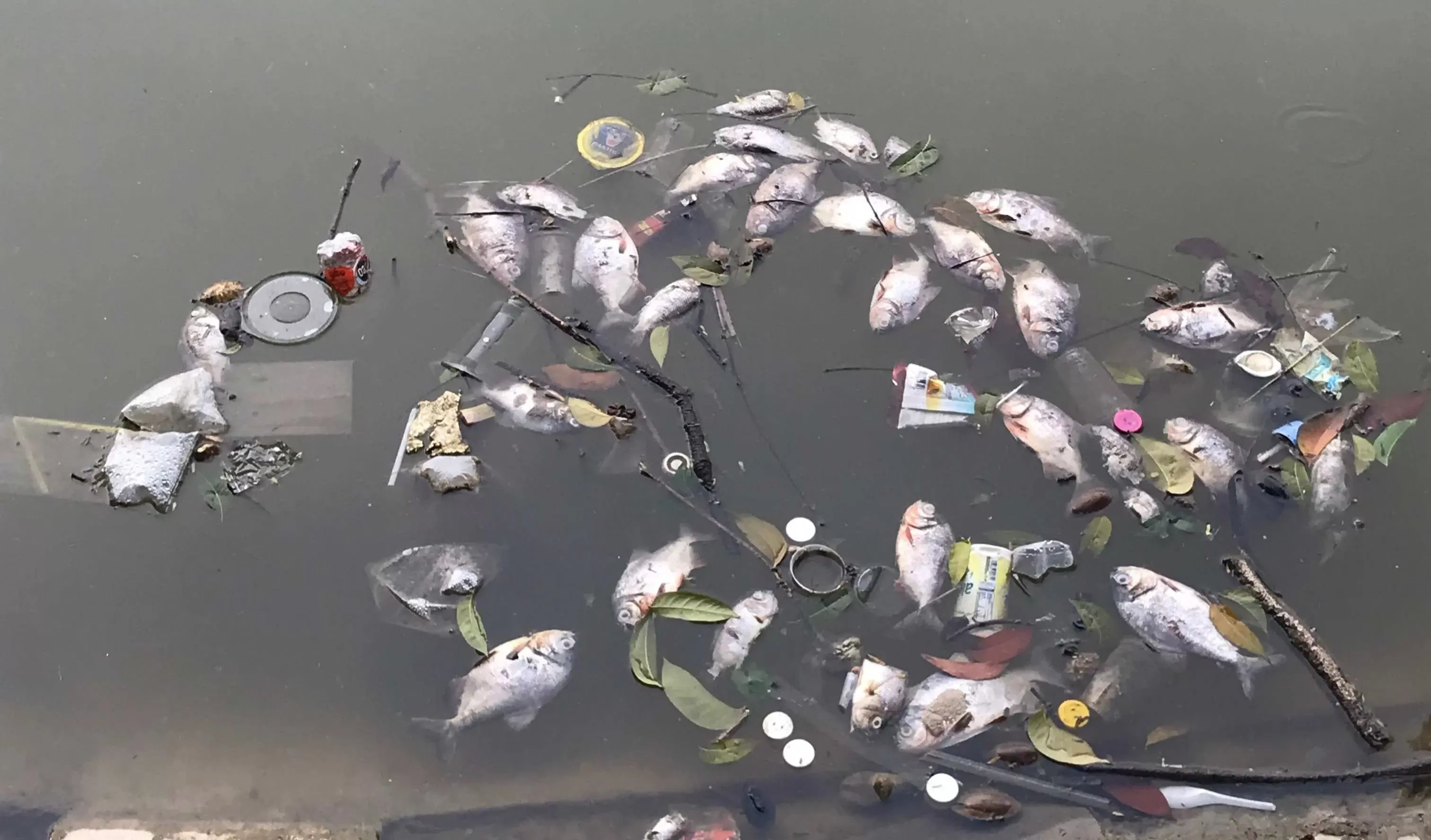 Ribuan Ikan Mati Mendadak di Setu Rawa Jejed, Diduga Tercemar Limbah Industri 
