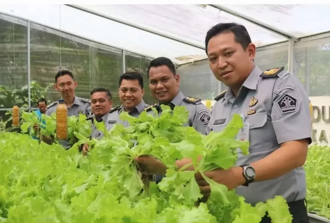 Lapas Cibinong Panen Selada Hidroponik, Warga Binaan Diberdayakan untuk Ketahanan Pangan