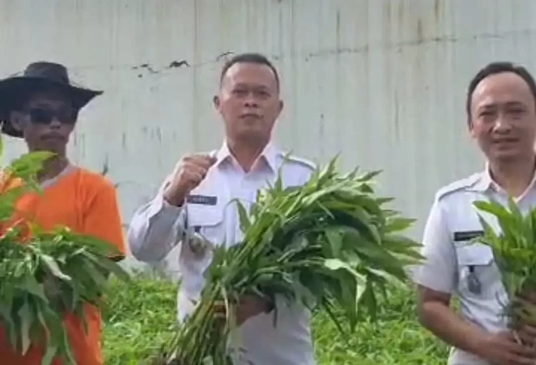 Lapas Kelas IIB Kotaagung Kembali Panen Kangkung, Dukung Swasembada Pangan