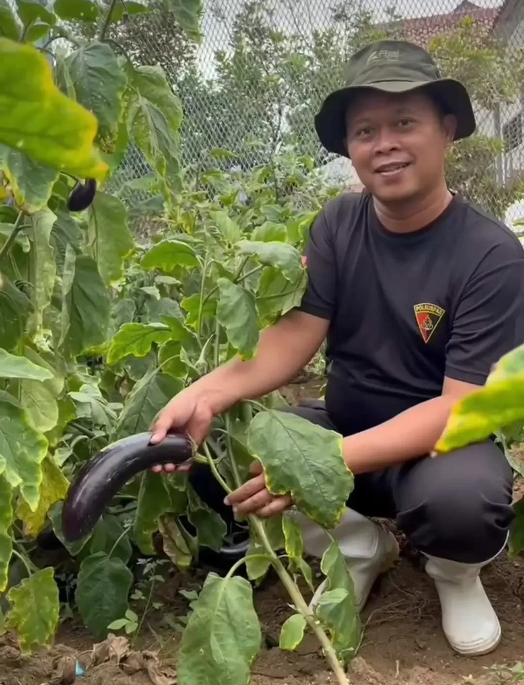 Lapas Kotaagung Panen Terong Ungu, Dukung Ketahanan Pangan Nasional