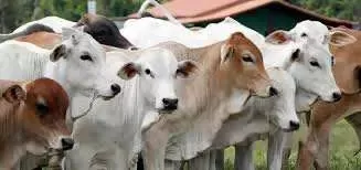 Kementan Jamin Ketersediaan Daging Sapi dan Kerbau untuk Ramadan dan Lebaran 2025