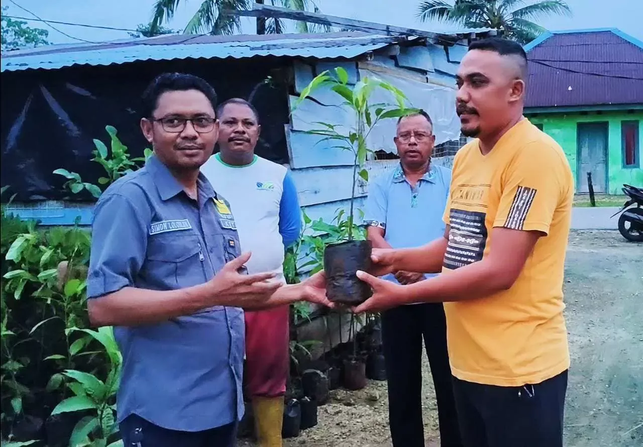 Yayasan Sor Silai dan INPEX Masela Dorong Agroforestri Berkelanjutan di Tanimbar