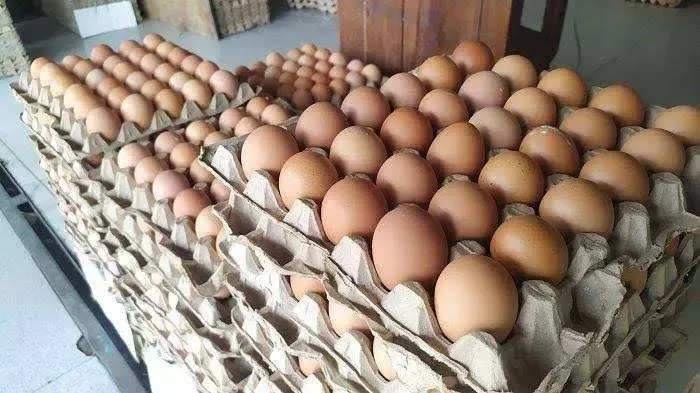 Harga Telur Naik Jelang Nataru, Kepala NFA Beberkan Penyebab dan Solusi
