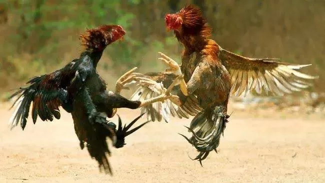 Polsek Gunung Putri Gerebek Lokasi Sabung Ayam, 19 Motor dan 12 Ayam Aduan Diamankan