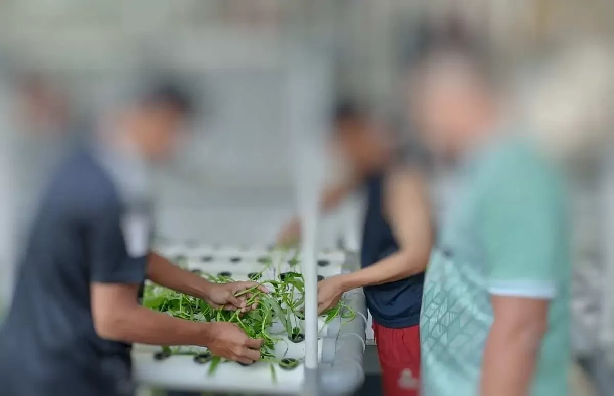 Sayur Kangkung Yang Ditanam Warga Binaan Lapas Khusus Kelas IIB Sentul, Berhasil Dipanen