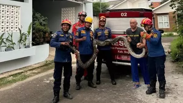 Ular Sanca Sepanjang 4 Meter Berhasil di Evakuasi Damkar Kabupaten Bogor