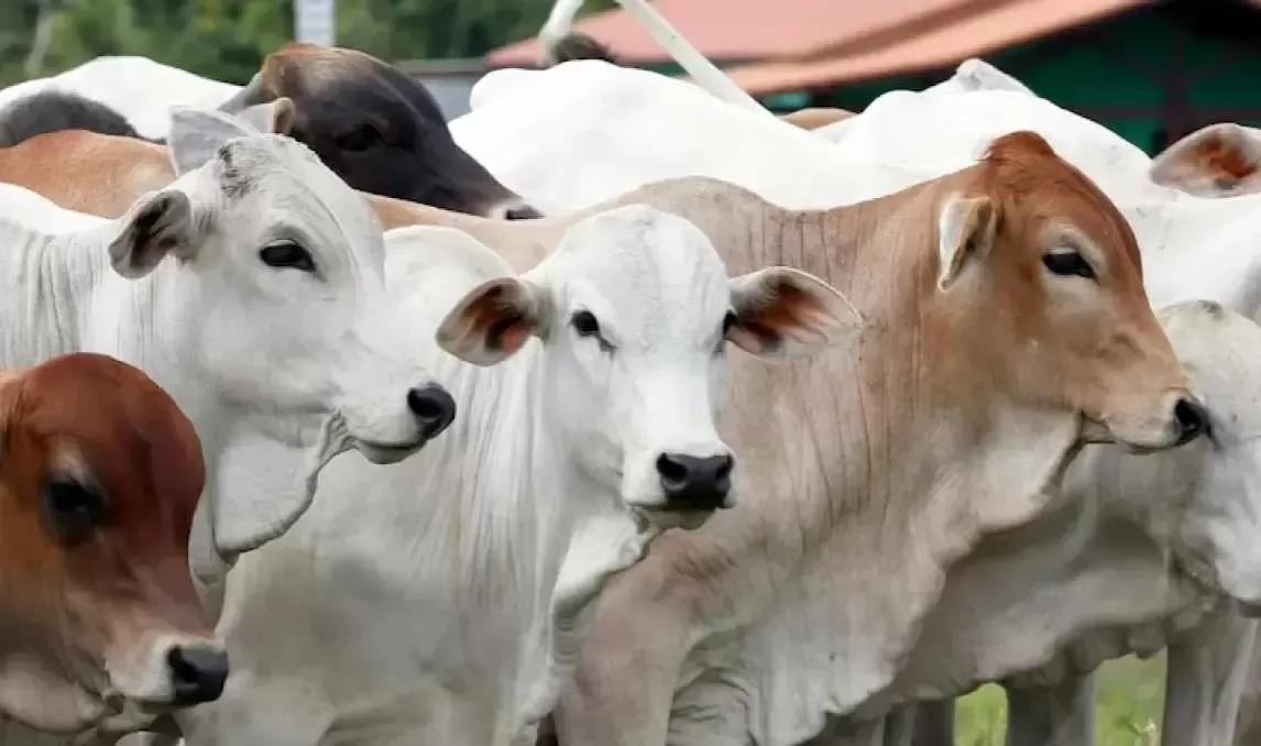 Belum Bisa Berqurban Tahun Ini, Berikut Amalan Yang Pahalanya Melebihi Qurban Dengan 100 Unta