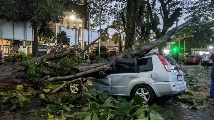 Akibat Hujan Deras Disertai Aingin Kencang, 4 Mobil Pegawai Dinsos Bogor Tertimpa Pohon