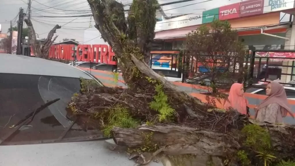 Pohon berdiameter 55 centimeter menimpa dua kendaraan di Bogor