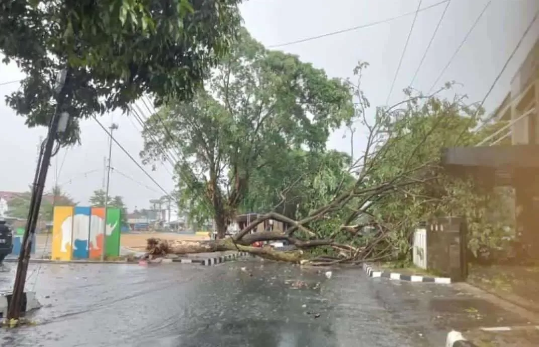 3 Pohon tumbang akibat Hujan deras disertai Angin kencang di Kecamatan Cariu