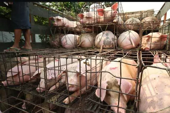 Tempat pemotongan Hewan Babi di Cileungsi, di Protes Warga