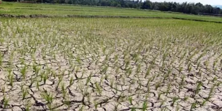 Area Pesawahan Cariu dilanda kekeringan, sejumlah petani beralih menjadi Tukang Ojek.