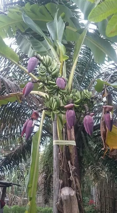 Rumpun pisang milik warga Tanjabbar yang unik. 