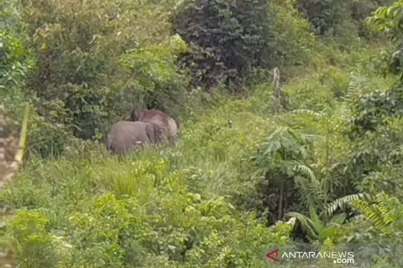 Dua ekor gajah dari Jambi masuk ke Batuampar, Indragiri Hilir
