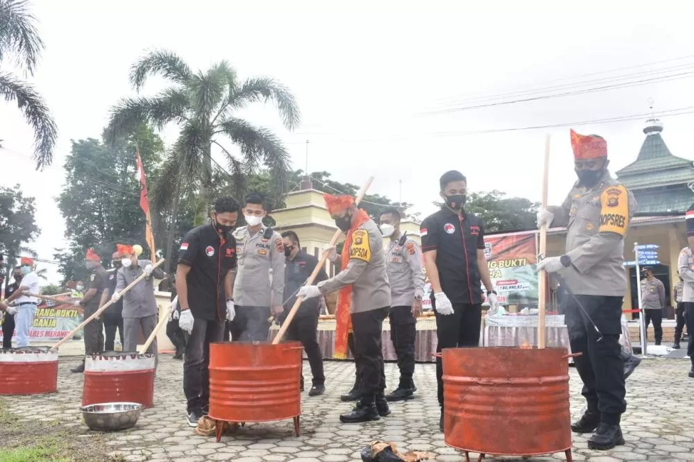 Kapolda Jambi Irjen Pol A Rachmad Wibowo memunahkan barang bukti ganja di Mapolres Merangin, Jumat (26/11)