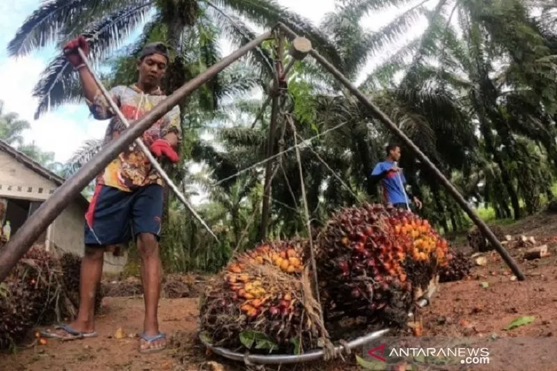 Tandan Buah Segar (TBS) kelapa sawit di Jambi yang jadi primadona bidang perkebunan