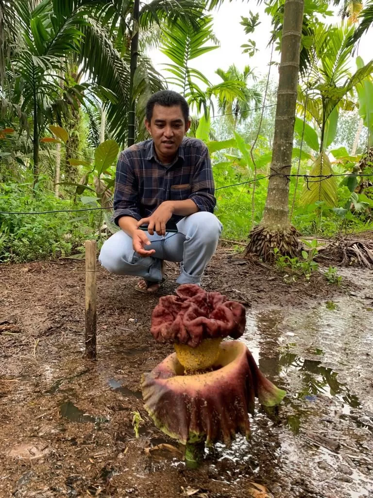 Bunga bangkai ditemukan tumbuh di pekarangan rumah warga Desa Suaklabu, Kecamatan Kualabetara, Kabupaten Tanjab Barat, Jambi