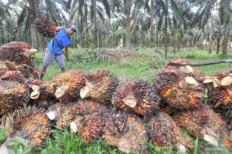 Arsip Foto. Pekerja menyusun tandan buah segar kelapa sawit hasil panen di Desa Berkah, Sungai Bahar, Muarojambi, Jambi, Rabu (2/11/2022).