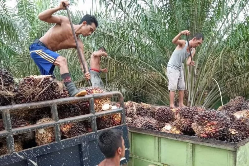 Ilustrasi pekerja memuat tandan buah segar (TBS) kelapa sawit (Antara)