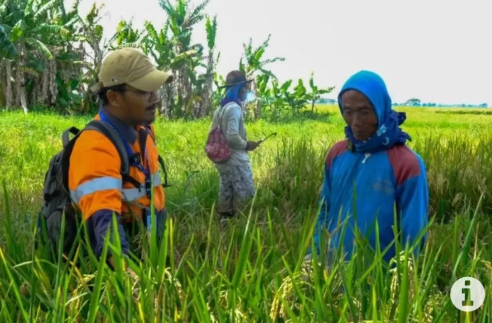 Petugas sedang memberikan pendampingan kepada petani dalam program Farmer Engagement Program (EFP) oleh PT Wilmar Padi Indonesia (Antara/HO/WPI)