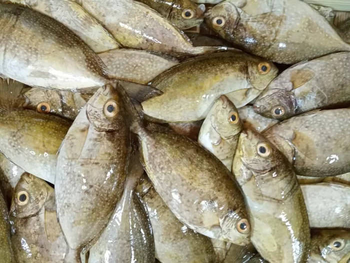 ikan