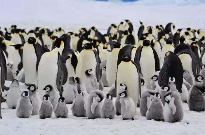 Es di Antartika Terus Mencair, Ribuan Anak Pinguin Kaisar Mati - Jawa Pos