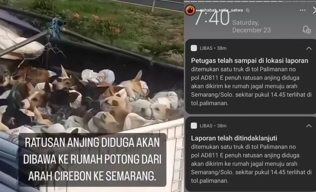 Viral! Ratusan Anjing Terikat dalam Truk dari Cirebon Menuju Semarang, Diduga  untuk Disembelih dan Konsumsi - Jawa Pos