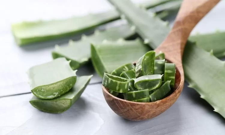 Inilah Manfaat Lidah Buaya Atau Aloe Vera Untuk Kesehatan Tubuh Dan ...