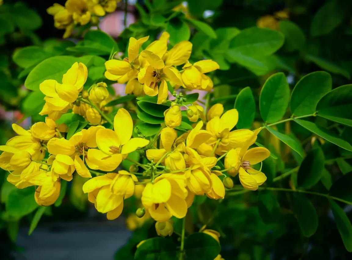 Susah Buang Air Besar? Senna Solusinya! Ini 5 Manfaat Daun Senna Untuk ...