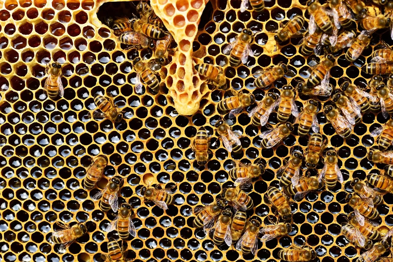 3 efek negatif dari madu yang jarang diketahui (Pixabay)