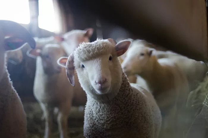 Gambar Ilustrasi. Mencari tahu alasan sapi, kambing dan domba dijadikan hewan qurban untuk Hari Raya Idul Adha. (Pexels/Trinity Kubasek)