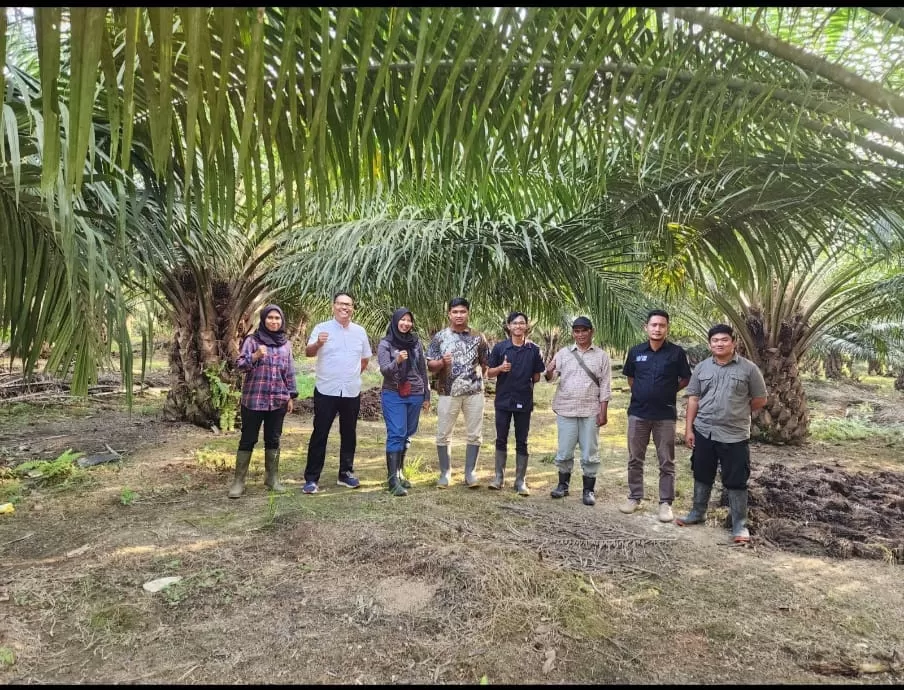 PT Perkebunan Nusantara XIV (PTPN XIV) Unit Kebun Luwu I capai perolehan produktivitas kilogram tandan buah segar (TBS) tertinggi terhadap RKAP. (ptpnxiv.com)