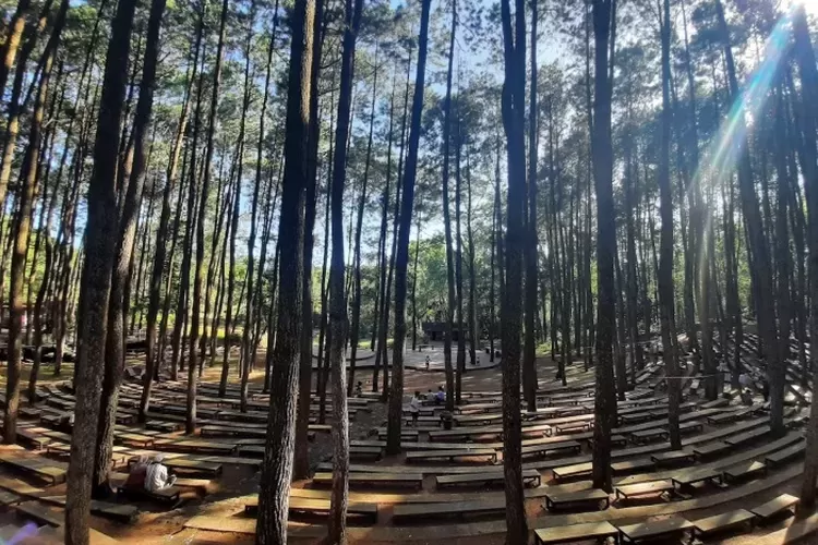 Hutan Pinus Mangunan, Yogyakarta, Dari Tanah Tandus Menjadi Hutan Pinus  yang Merona Dipercantik Spot Foto Instagramable - Kabar BUMN