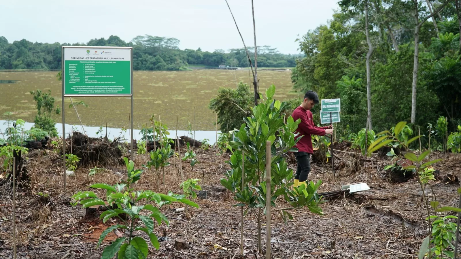 PHM rehabilitasi 345 hektare DAS di Hutan Lindung Manggar & Sungai Wain, dukung kelestarian hutan, agroforestri, dan kesejahteraan masyarakat. (Dok. PHM)