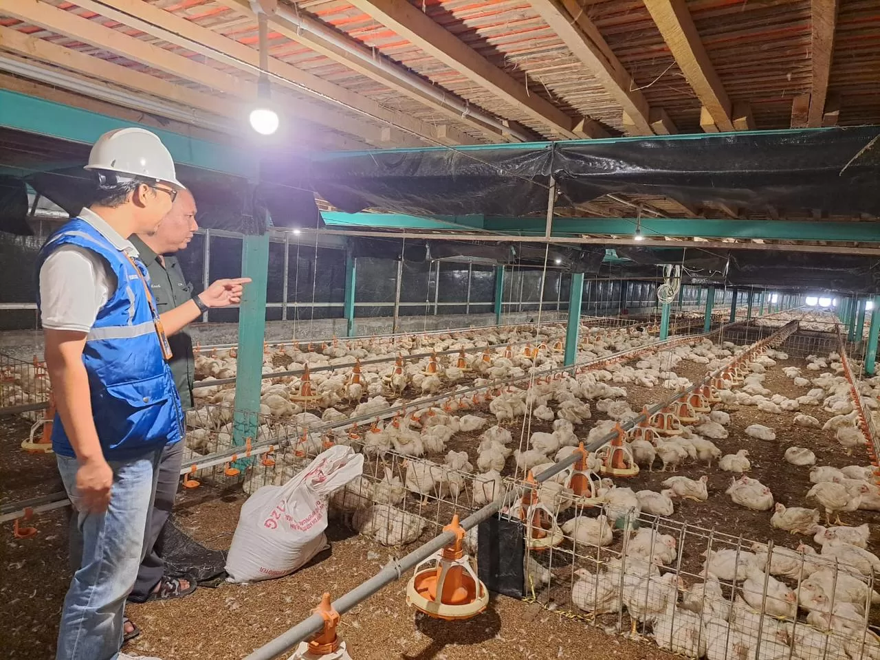 Kehadiran energi listrik yang  andal dan terjangkau berdampak positif bagi daya beli masyarakat dan pertumbuhan ekonomi, salah satunya terhadap usaha pembibitan ayam di Muara Enim, Sumatera Selatan. (Dok. PLN)