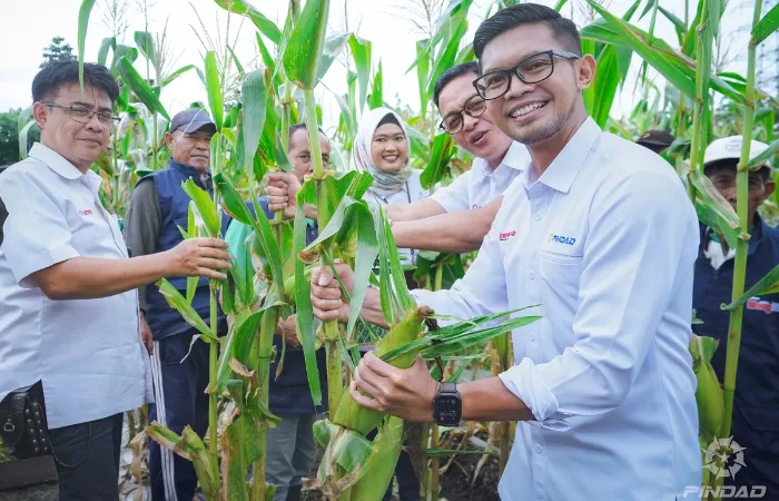 Direksi Pindad panen jagung di Maung Pantes, dukung urban farming produktif dan inovasi pupuk organik untuk masyarakat Bandung. (Dok. Pindad)