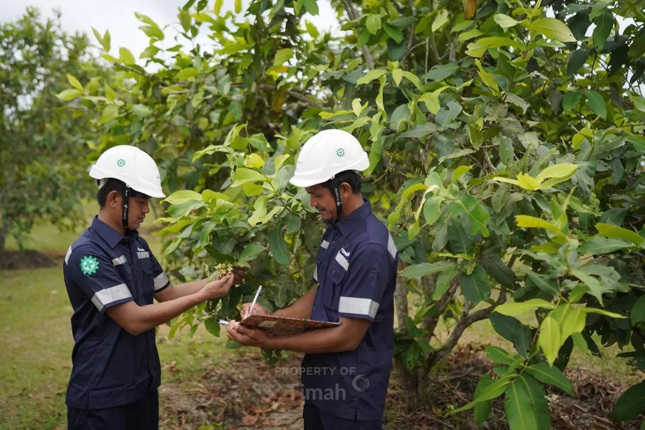 PT TIMAH Tbk konsisten menghijaukan lahan pascatambang selama satu dekade di Bangka Belitung.